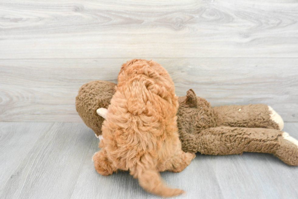 Fluffy Cavapoo Poodle Mix Pup