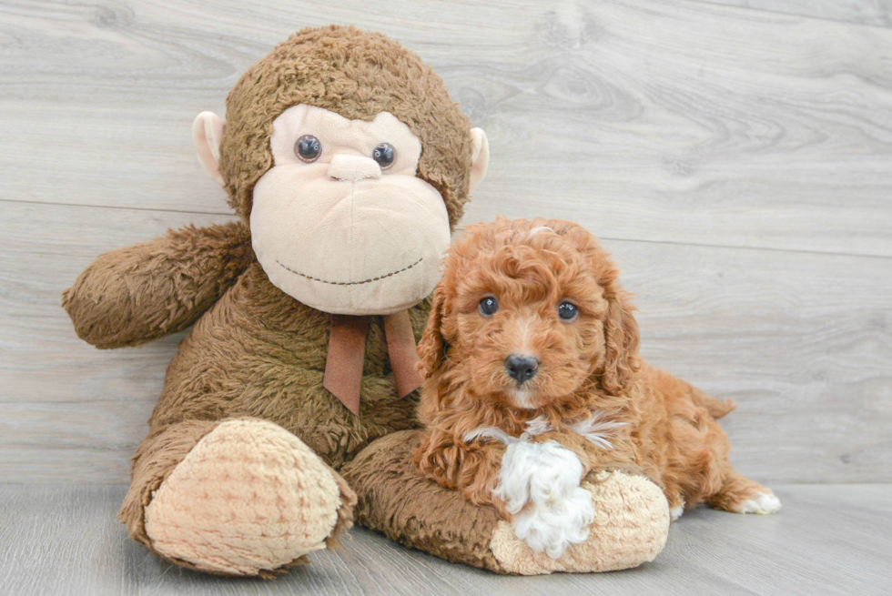 Cute Cavapoo Baby