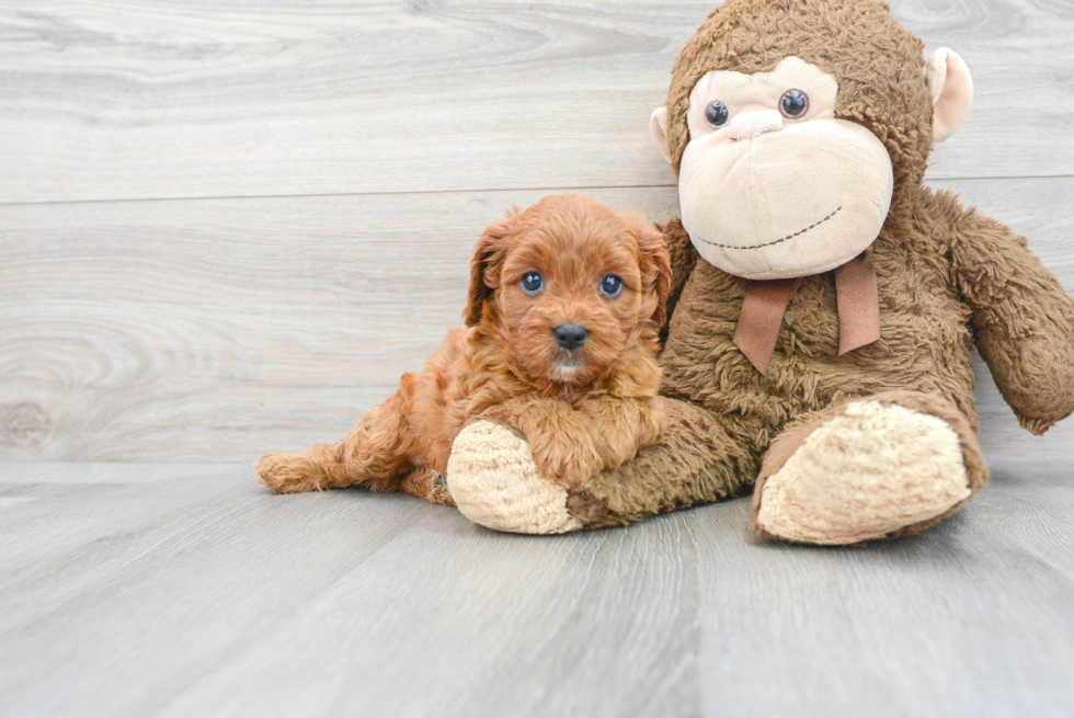 Cavapoo Puppy for Adoption