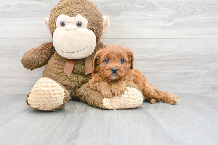 Cavapoo Pup Being Cute