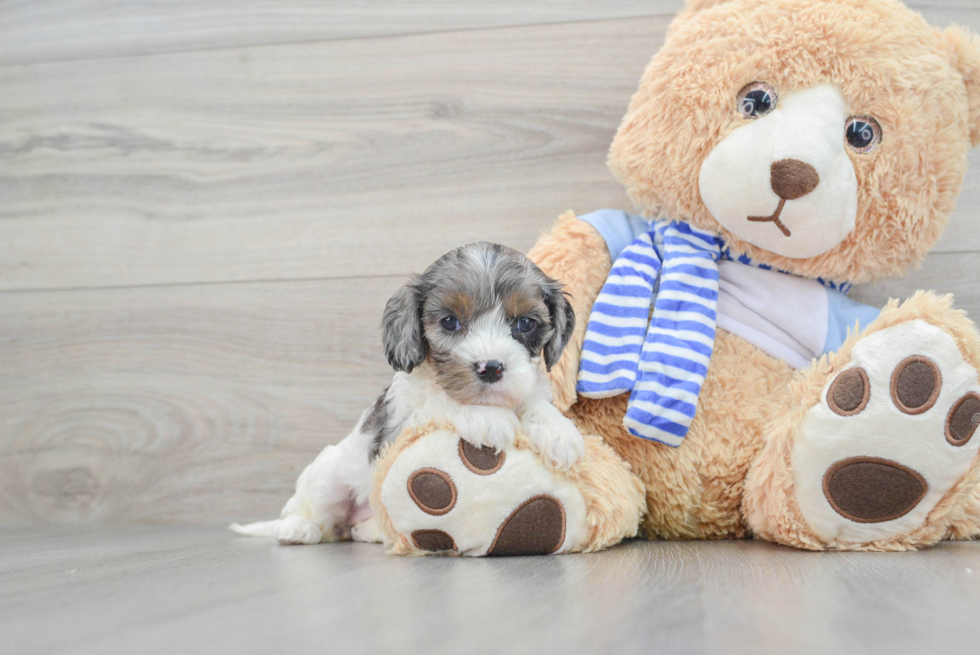 Popular Cavapoo Poodle Mix Pup