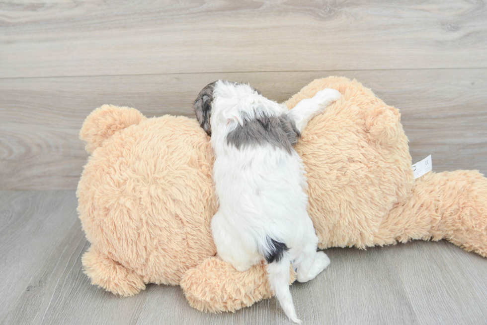 Energetic Cavoodle Poodle Mix Puppy