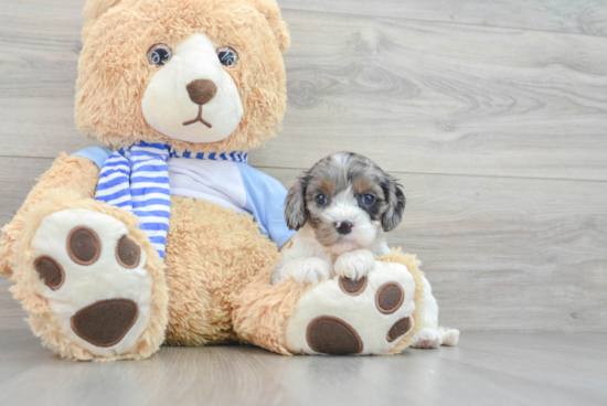 Cavapoo Puppy for Adoption