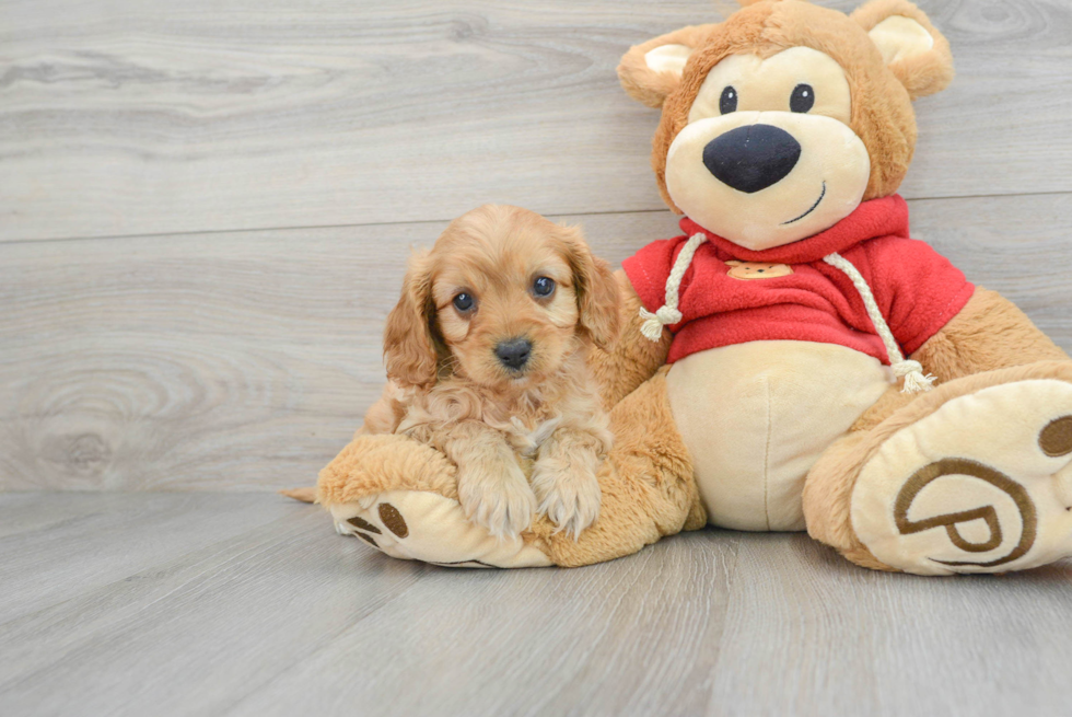 Hypoallergenic Cavoodle Poodle Mix Puppy