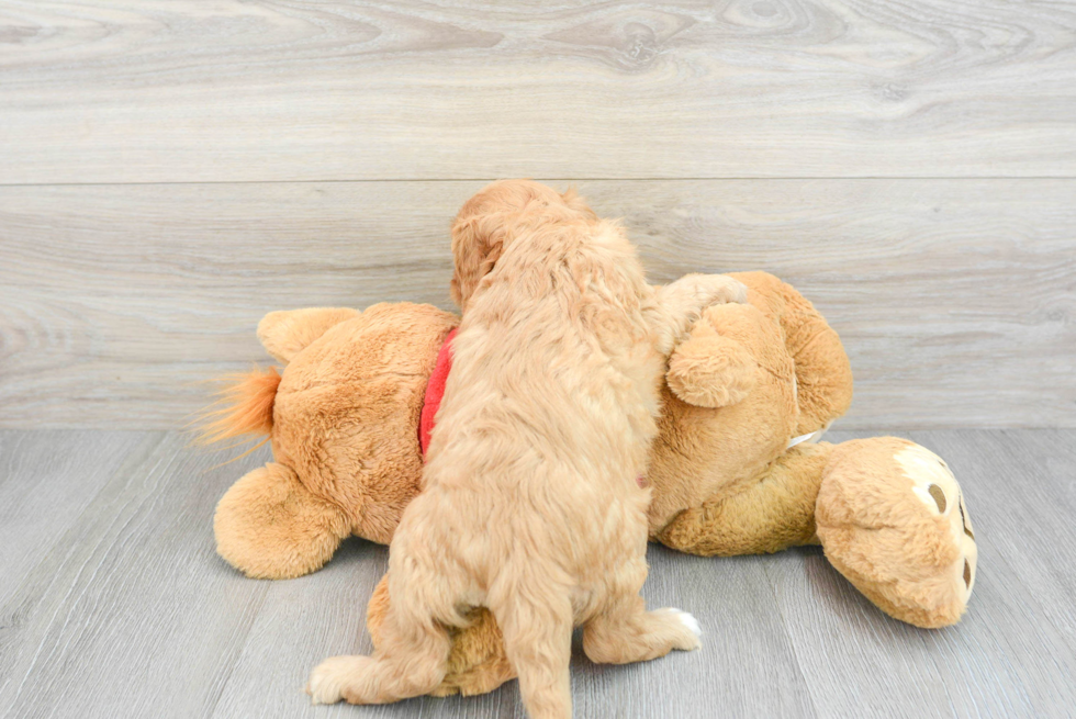 Popular Cavapoo Poodle Mix Pup