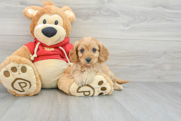 Smart Cavapoo Poodle Mix Pup
