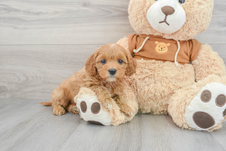 Cavapoo Pup Being Cute