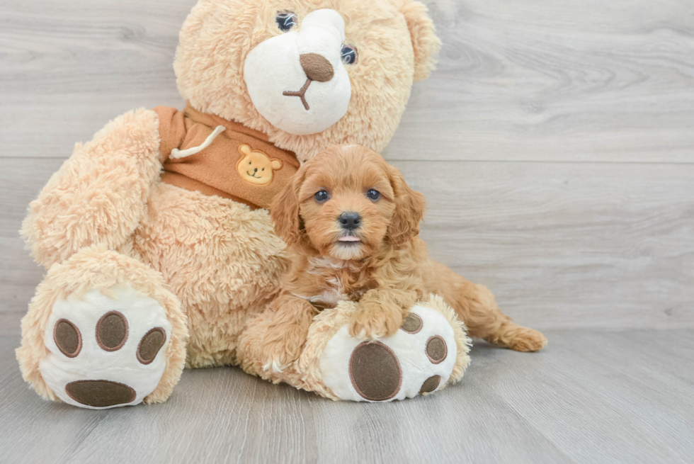 Cavapoo Pup Being Cute