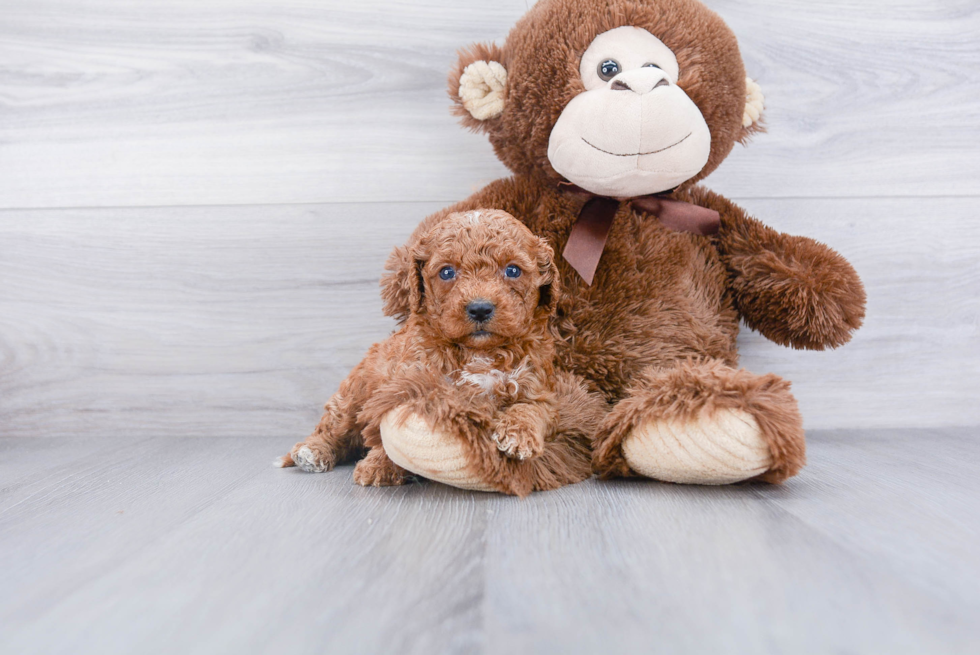 Friendly Cavapoo Baby