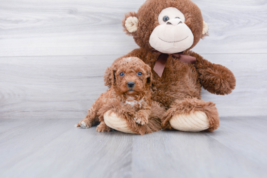 Friendly Cavapoo Baby