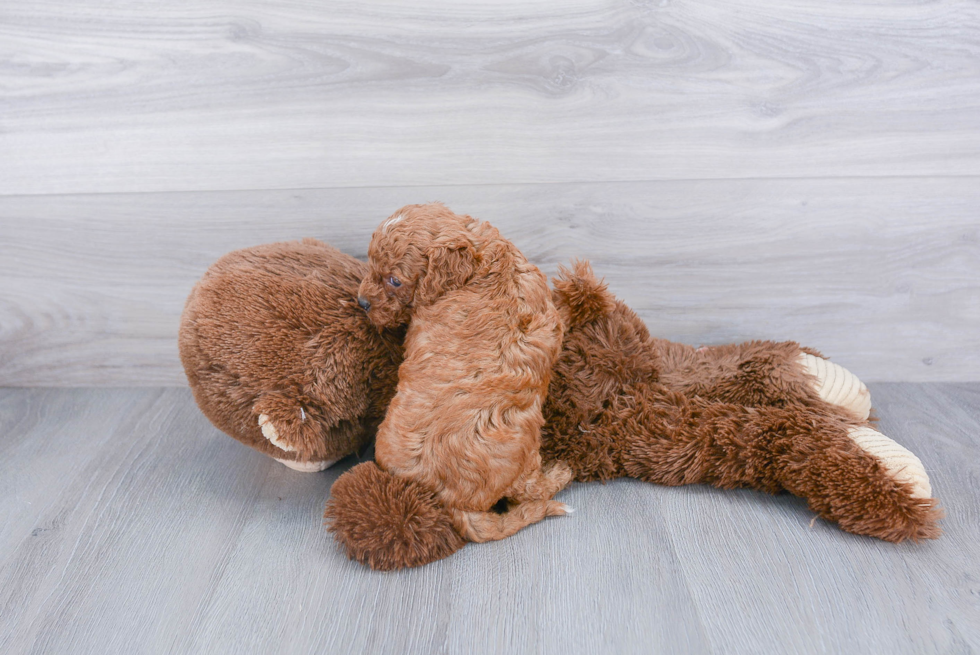 Cute Cavapoo Baby