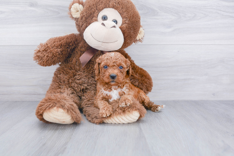 Best Cavapoo Baby