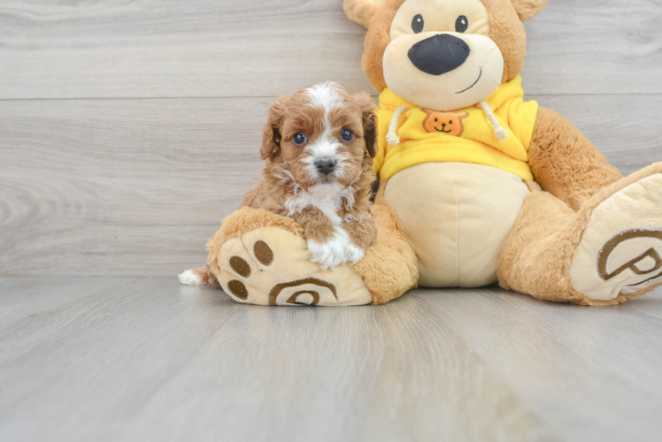 Playful Cavoodle Poodle Mix Puppy