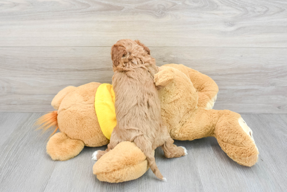 Petite Cavapoo Poodle Mix Pup