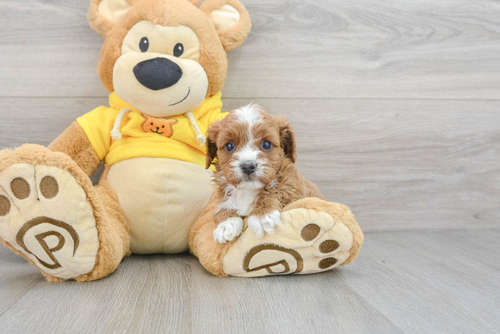 Cavapoo Pup Being Cute