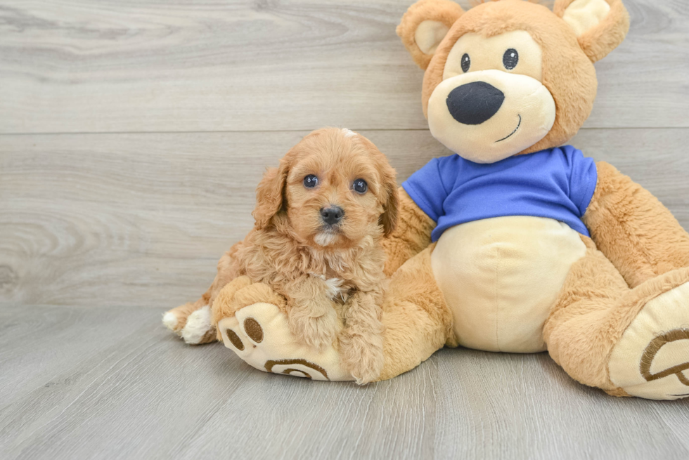 Friendly Cavapoo Caitlin: 4lb 2oz Doodle Puppy