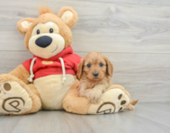 8 week old Cavapoo Puppy For Sale - Premier Pups