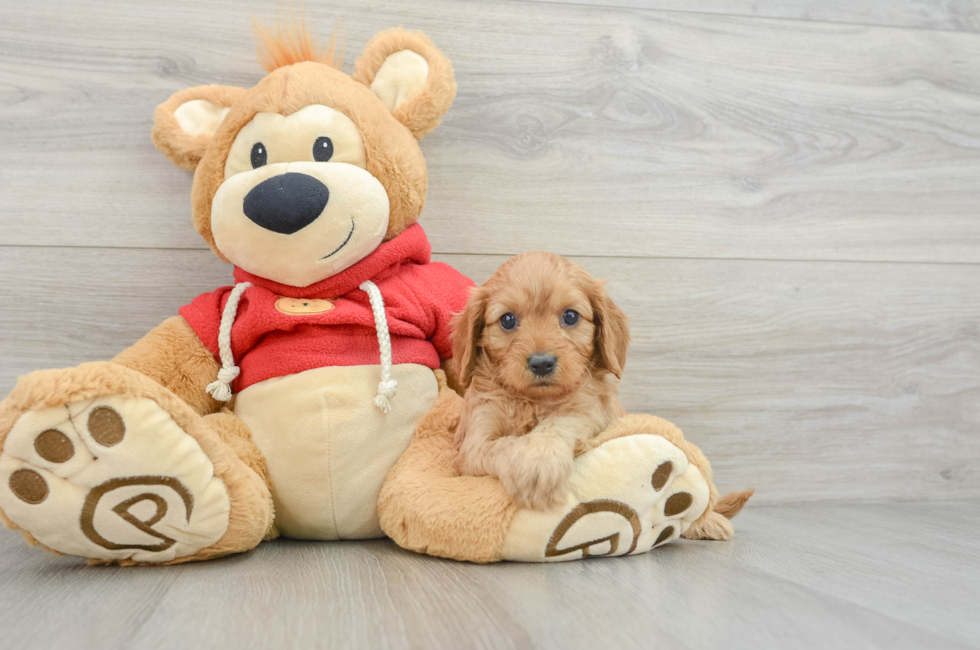 6 week old Cavapoo Puppy For Sale - Premier Pups