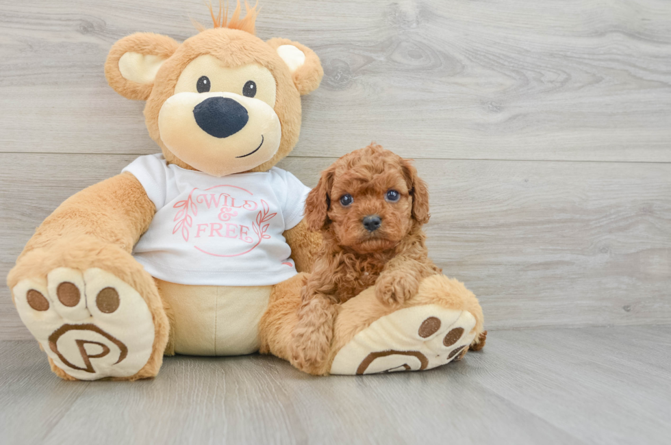 5 week old Cavapoo Puppy For Sale - Premier Pups