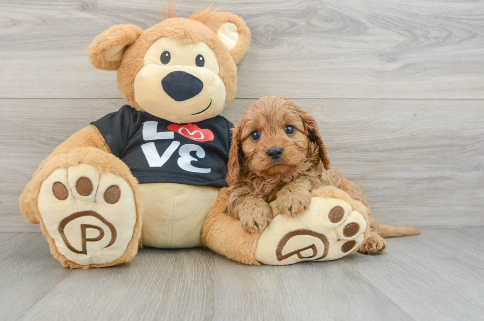 5 week old Cavapoo Puppy For Sale - Premier Pups