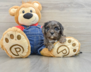 8 week old Cavapoo Puppy For Sale - Premier Pups