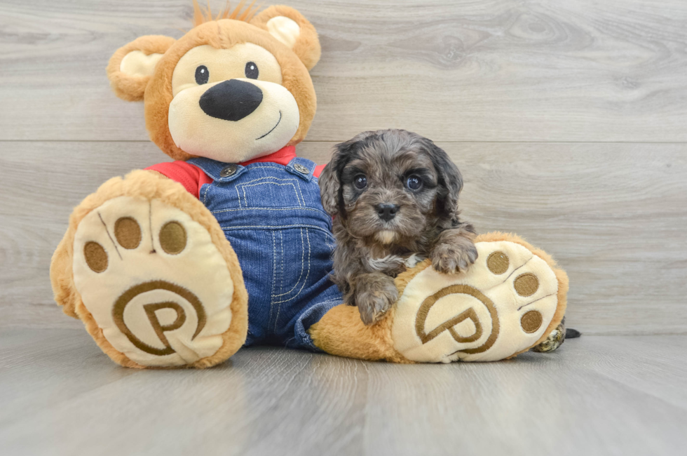 6 week old Cavapoo Puppy For Sale - Premier Pups