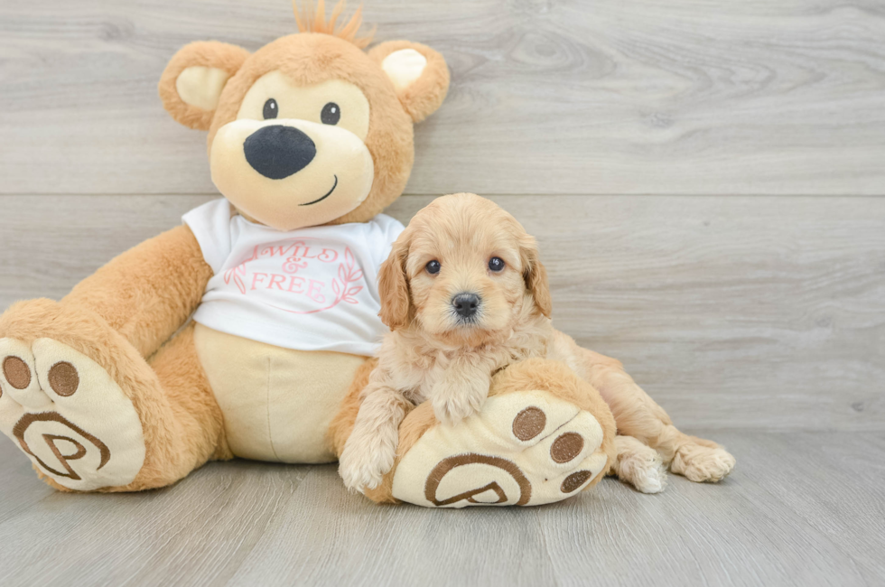 6 week old Cavapoo Puppy For Sale - Premier Pups