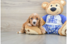 Little Cavipoo Poodle Mix Puppy