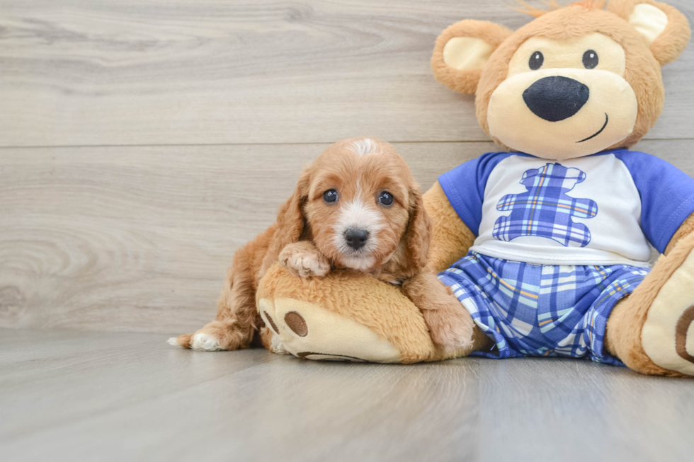 Little Cavipoo Poodle Mix Puppy