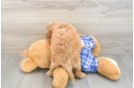 Cavapoo Puppy for Adoption