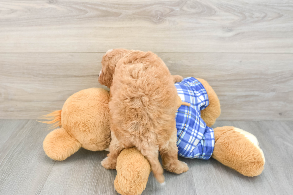 Cavapoo Puppy for Adoption
