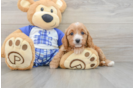 Little Cavipoo Poodle Mix Puppy