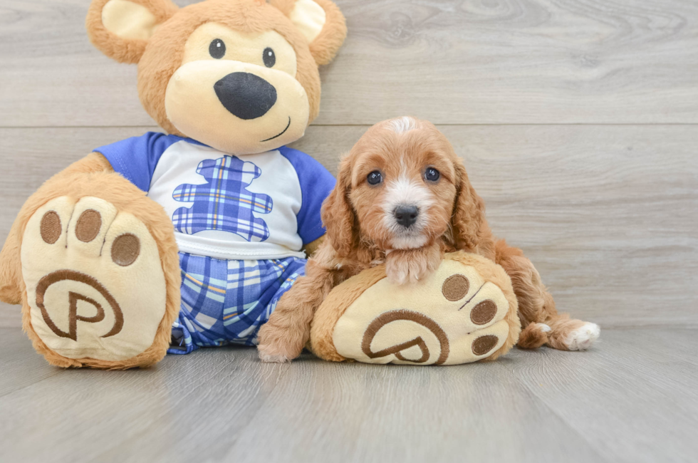 5 week old Cavapoo Puppy For Sale - Premier Pups
