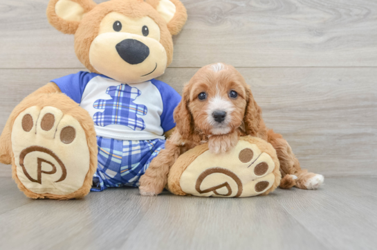 Little Cavipoo Poodle Mix Puppy