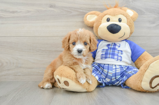Funny Cavapoo Poodle Mix Pup