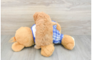 Fluffy Cavapoo Poodle Mix Pup