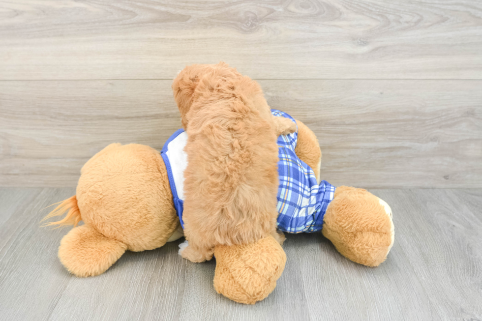 Fluffy Cavapoo Poodle Mix Pup