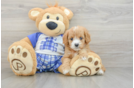 Cavapoo Pup Being Cute