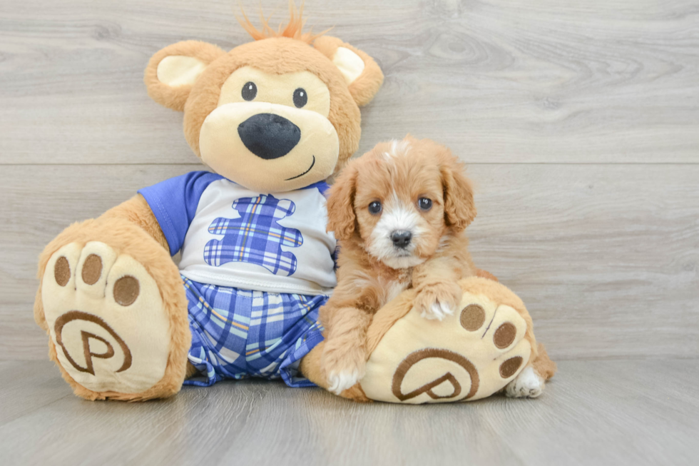 Cavapoo Pup Being Cute