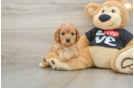 Best Cavapoo Baby