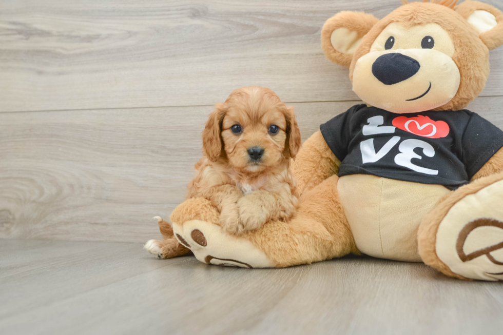 Best Cavapoo Baby