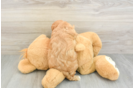 Best Cavapoo Baby