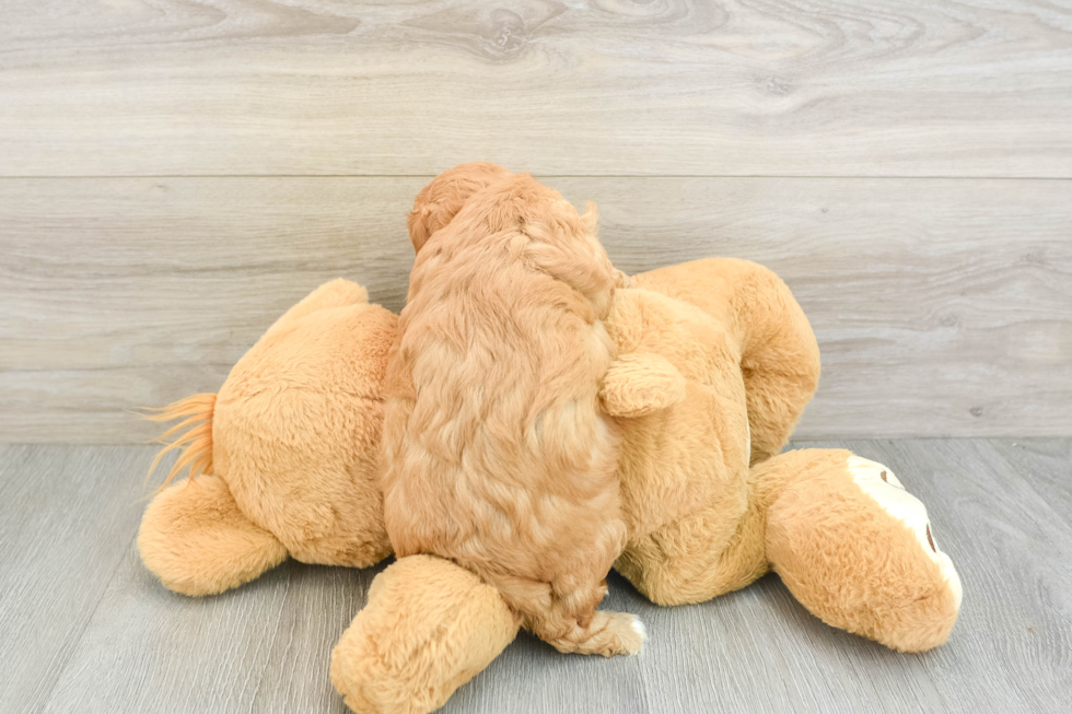Best Cavapoo Baby