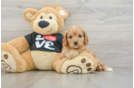 Cavapoo Puppy for Adoption