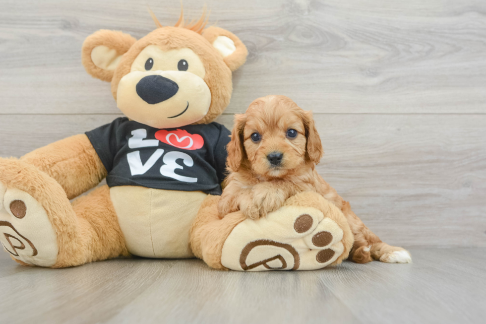 Cavapoo Puppy for Adoption