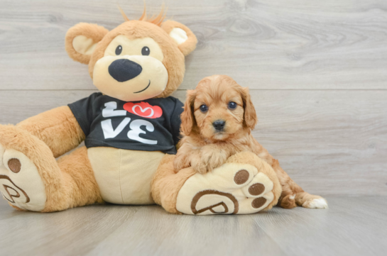 Cavapoo Puppy for Adoption