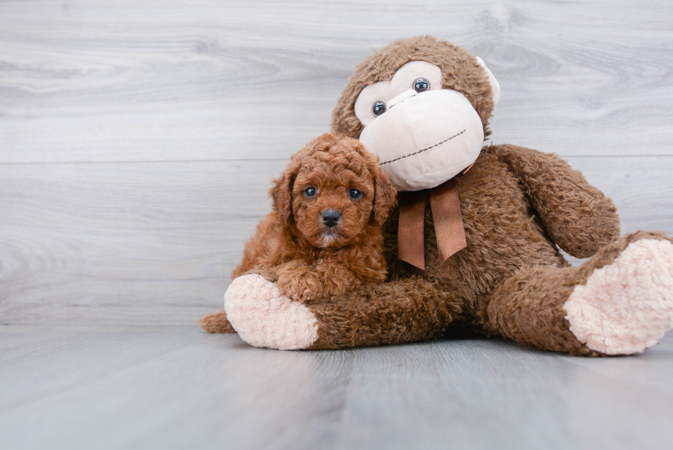 Cavapoo Pup Being Cute