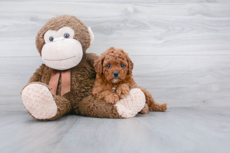 Smart Cavapoo Poodle Mix Pup