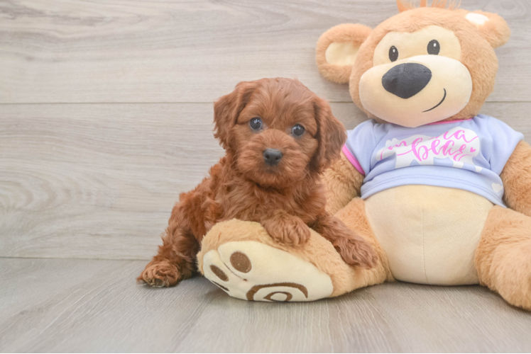 Hypoallergenic Cavadoodle Poodle Mix Puppy