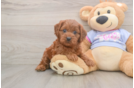 Hypoallergenic Cavadoodle Poodle Mix Puppy
